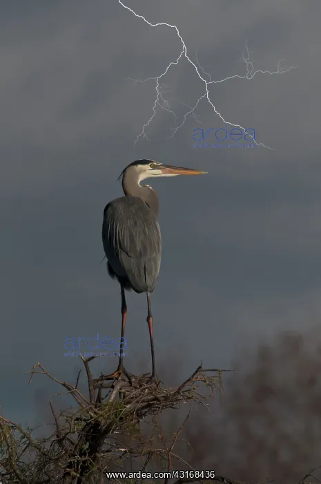 : Great Blue Heron : Great Blue Heron