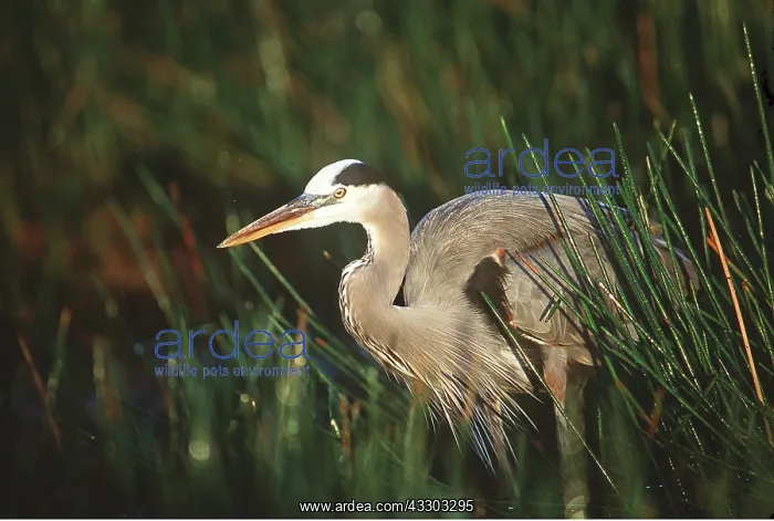  : GREAT BLUE HERON