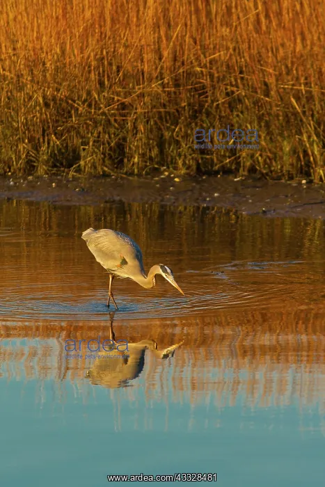 : Great Blue Heron : Great Blue Heron