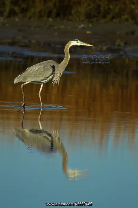 : Great Blue Heron : Great Blue Heron