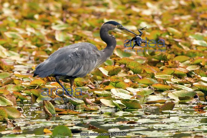  : Great blue heron, Adea herodias, with a