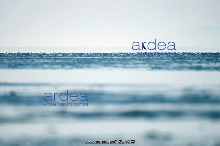 : Great blue heron, Adea herodias, Boundary : Great blue heron, Adea herodias, Boundary