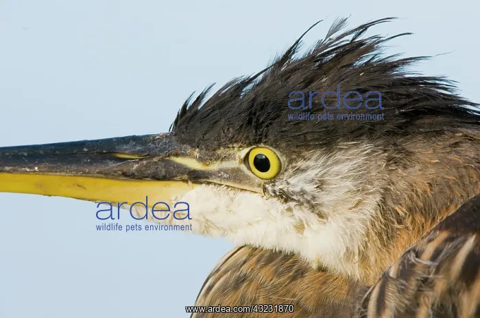 : Great blue heron, Adea herodias, Stanley : Great blue heron, Adea herodias, Stanley