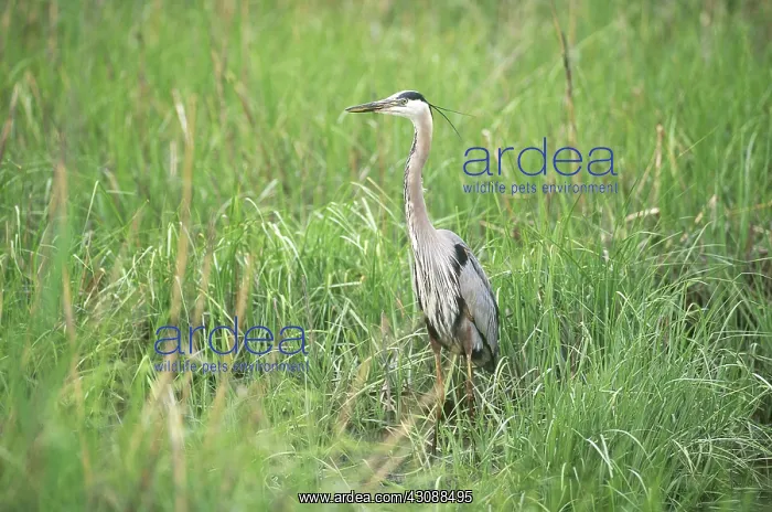 : Great Blue Heron (Ardea herodias) : Great Blue Heron (Ardea herodias)