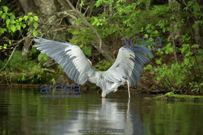  : Great Blue Heron (Ardea herodias)