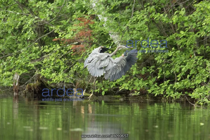  : Great Blue Heron (Ardea herodias)