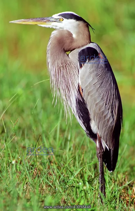: Great Blue Heron (Ardea herodias) : Great Blue Heron (Ardea herodias)