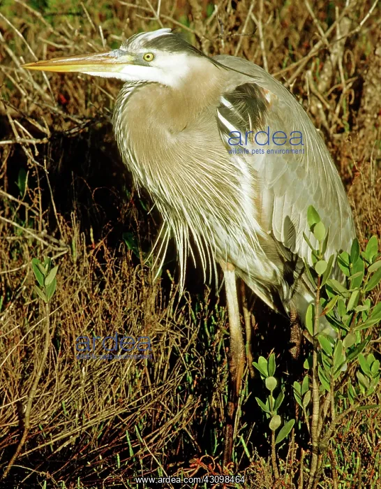 : Great Blue Heron (Ardea herodias) : Great Blue Heron (Ardea herodias)
