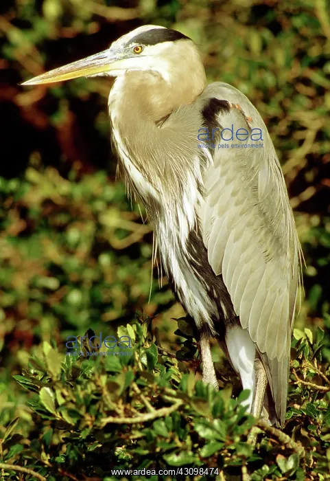  : Great Blue Heron (Ardea herodias)