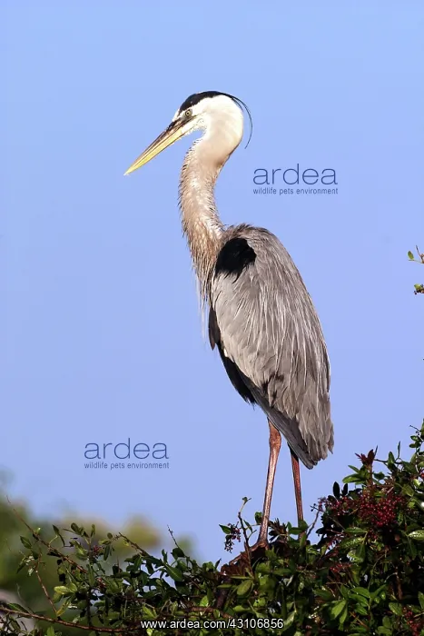 : Great Blue Heron (Ardea herodias) : Great Blue Heron (Ardea herodias)