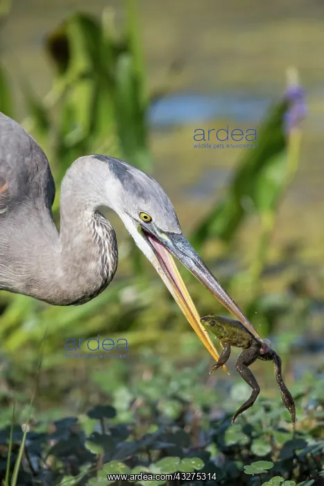 : Great Blue Heron, Ardea herodias. Eating a frog in a fresh w : Great Blue Heron, Ardea herodias. Eating a frog in a fresh w