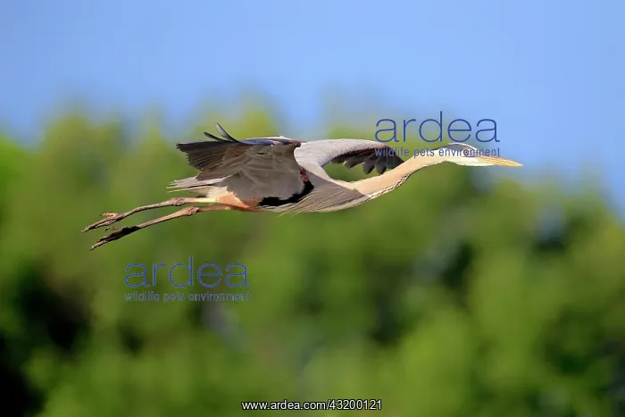 : Great Blue Heron (Ardea herodias), adult in breeding : Great Blue Heron (Ardea herodias), adult in breeding