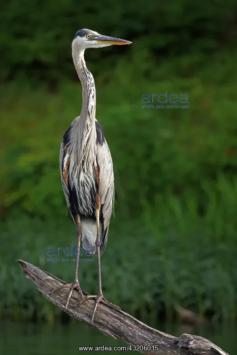 : Great blue heron, Ardea herodias, Maryland : Great blue heron, Ardea herodias, Maryland