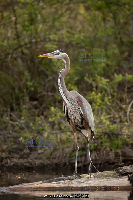  : great blue heron (Ardea herodias), Maryland