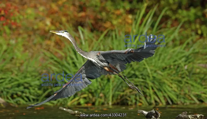 : great blue heron (Ardea herodias), Maryland : great blue heron (Ardea herodias), Maryland