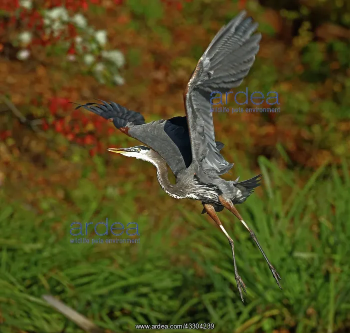  : great blue heron (Ardea herodias), Maryland