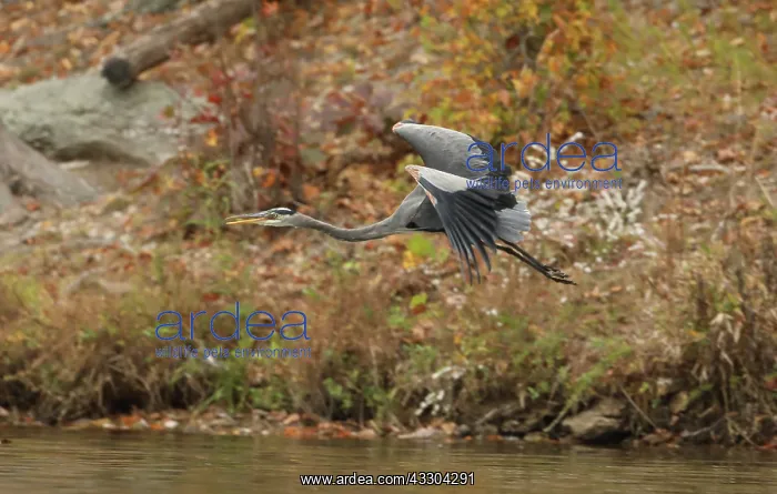 : great blue heron (Ardea herodias), Maryland : great blue heron (Ardea herodias), Maryland