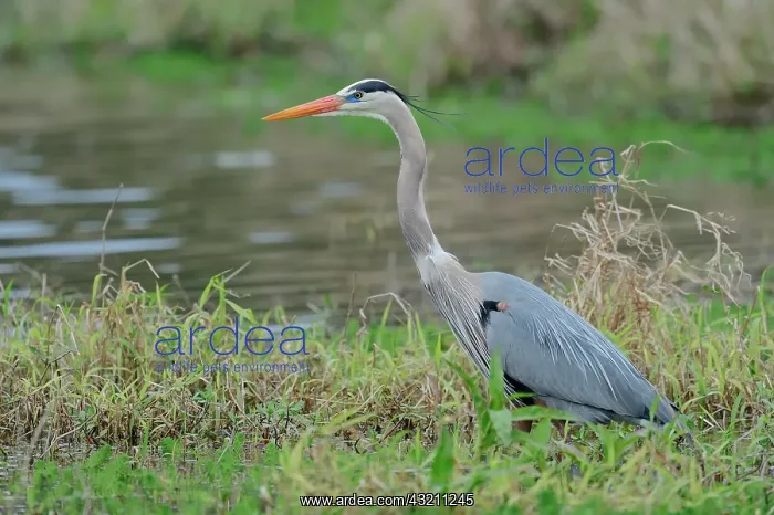 : Great Blue Heron (Ardea herodias), Myakka River : Great Blue Heron (Ardea herodias), Myakka River