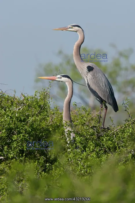 : Great Blue Heron (Ardea herodias) pair in : Great Blue Heron (Ardea herodias) pair in