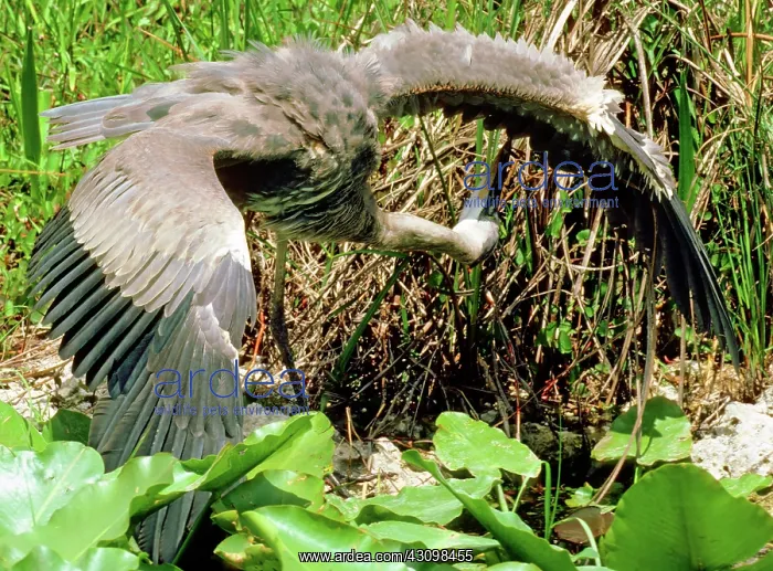 : Great Blue Heron (Ardea herodias) preening : Great Blue Heron (Ardea herodias) preening