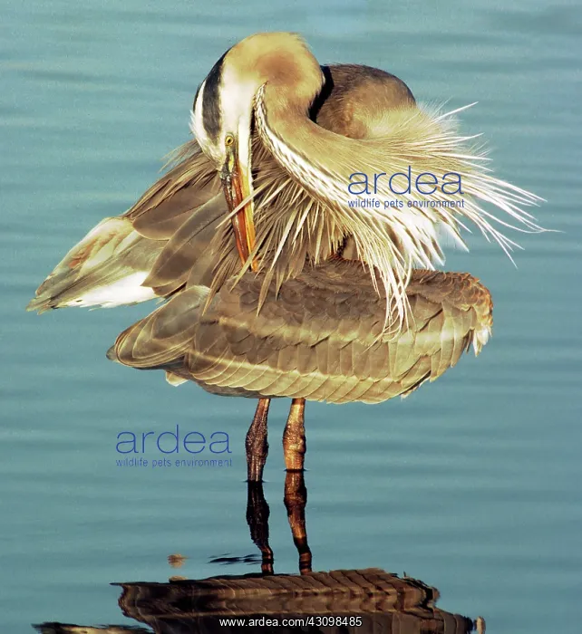 : Great Blue Heron (Ardea herodias) preening : Great Blue Heron (Ardea herodias) preening