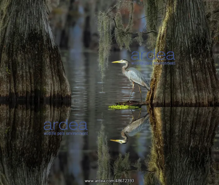 : Great blue heron among bald cypress trees, Caddo Lake : Great blue heron among bald cypress trees, Caddo Lake