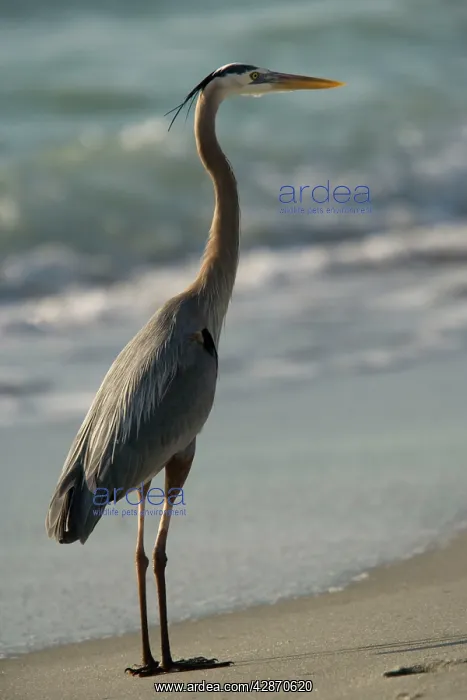 : Great Blue Heron - on beach : Great Blue Heron - on beach