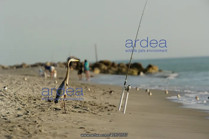 : Great Blue Heron - on beach by fishing rod : Great Blue Heron - on beach by fishing rod