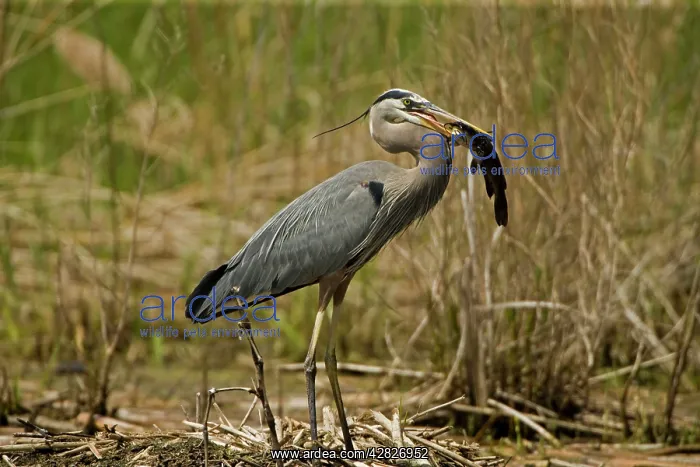 : Great Blue Heron - With Bullhead in mouth : Great Blue Heron - With Bullhead in mouth