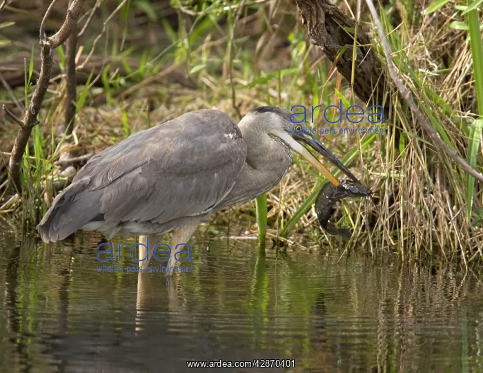 : Great Blue Heron - catching and killing a walking : Great Blue Heron - catching and killing a walking