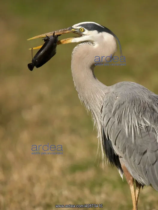 : Great Blue Heron - catching and killing a walking : Great Blue Heron - catching and killing a walking