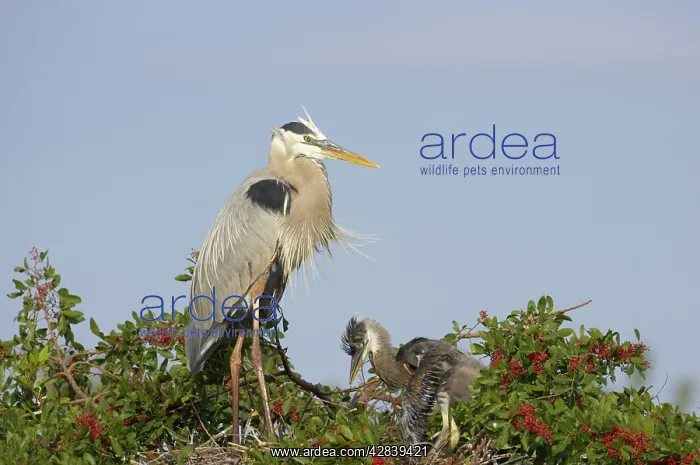 : Great Blue Heron - with chick : Great Blue Heron - with chick