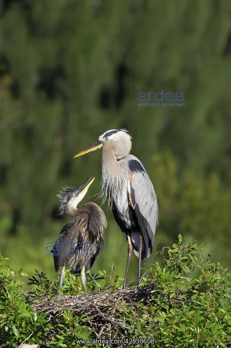 : Great Blue Heron - chick begging for food : Great Blue Heron - chick begging for food