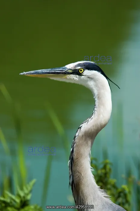 : Great Blue Heron - close up of head : Great Blue Heron - close up of head