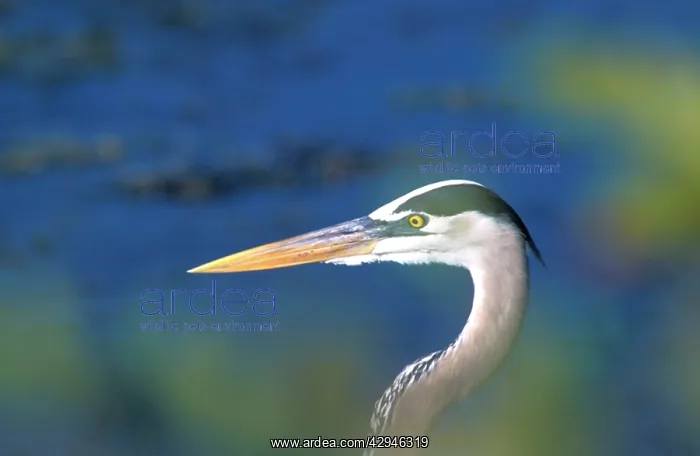 : Great Blue Heron - closeup of head through leaves : Great Blue Heron - closeup of head through leaves