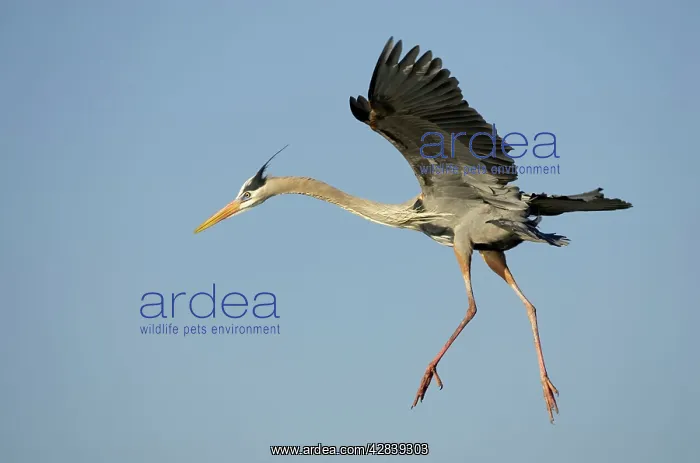 : Great Blue Heron - coming in to land : Great Blue Heron - coming in to land