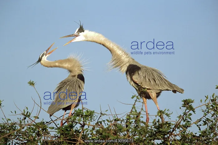 : Great blue heron courtship : Great blue heron courtship