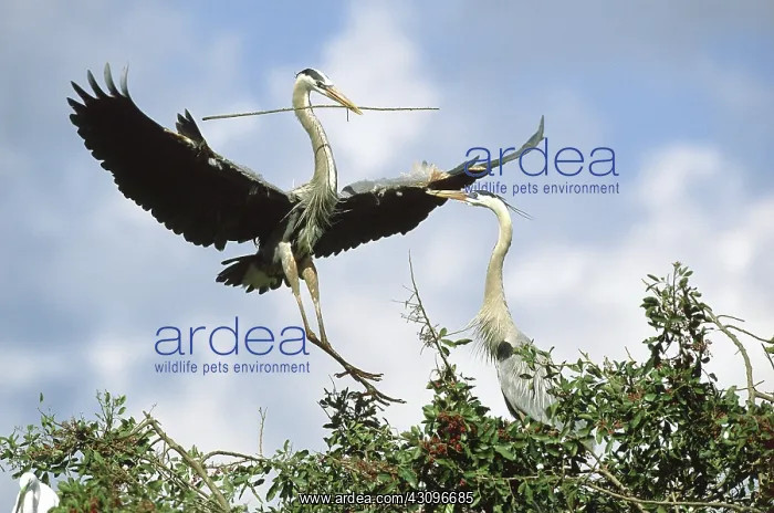 : Great blue heron courtship : Great blue heron courtship