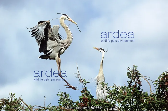 : Great blue heron courtship : Great blue heron courtship