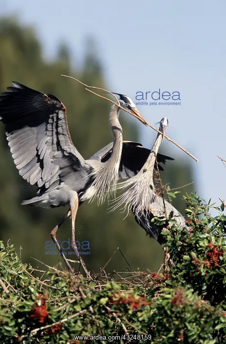 : Great Blue Heron Courtship : Great Blue Heron Courtship