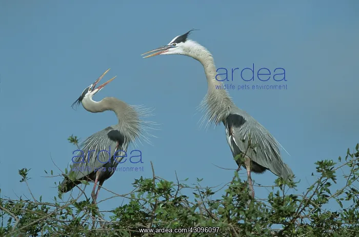 : Great Blue Heron Courtship Display : Great Blue Heron Courtship Display