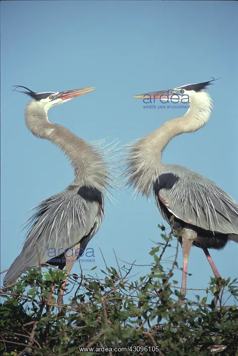 : Great Blue Heron Courtship Display : Great Blue Heron Courtship Display