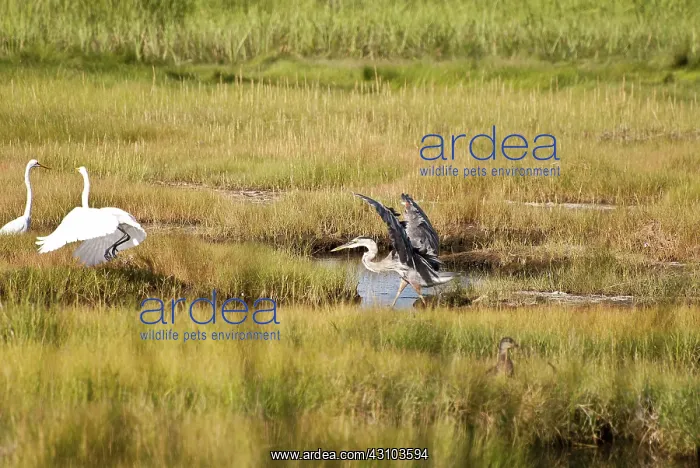 : Great Blue Heron and Egrets : Great Blue Heron and Egrets