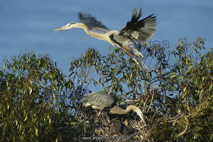 : Great Blue Heron Family : Great Blue Heron Family