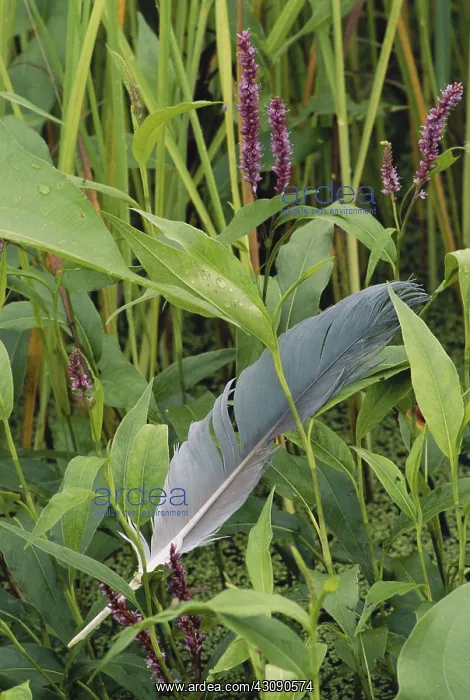 : Great Blue Heron Feather : Great Blue Heron Feather
