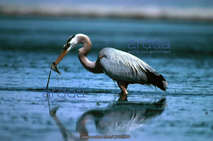 : Great Blue Heron Feeding : Great Blue Heron Feeding