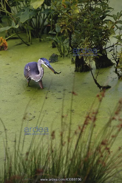  : Great Blue Heron with Fish