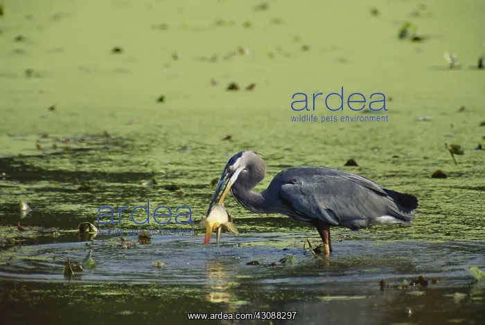 : Great Blue Heron with Fish : Great Blue Heron with Fish