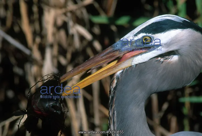 : Great Blue Heron with Fish : Great Blue Heron with Fish
