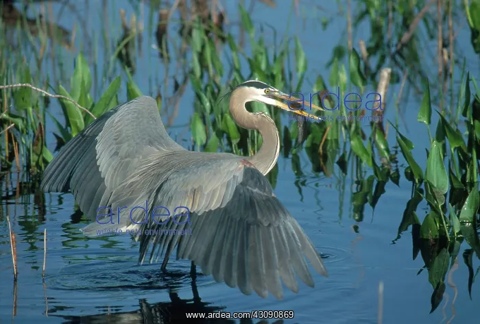 : Great Blue Heron with Fish